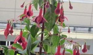 简单漂亮的花灯笼做法 简单漂亮的花灯笼做法